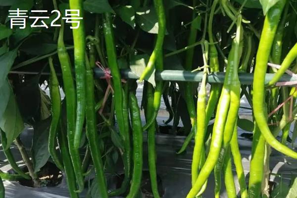 什么辣椒产量高，有青云2号、软皮辣1号等
