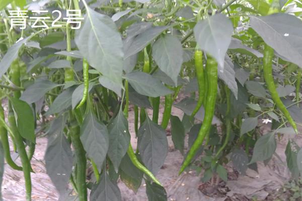 什么辣椒产量高，有青云2号、软皮辣1号等