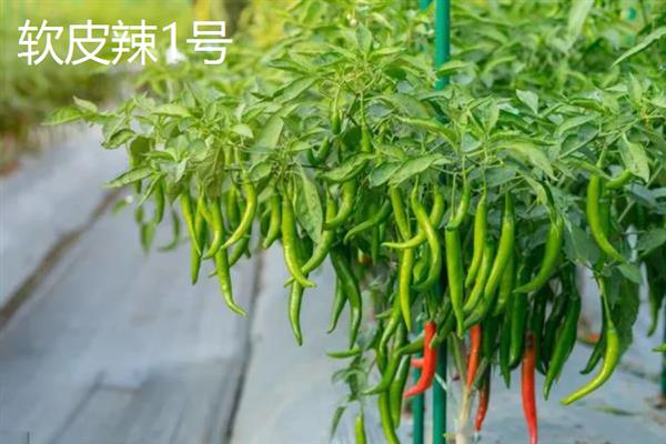 什么辣椒产量高，有青云2号、软皮辣1号等
