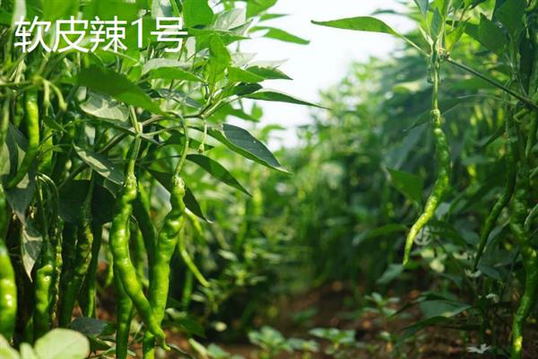 什么辣椒产量高，有青云2号、软皮辣1号等