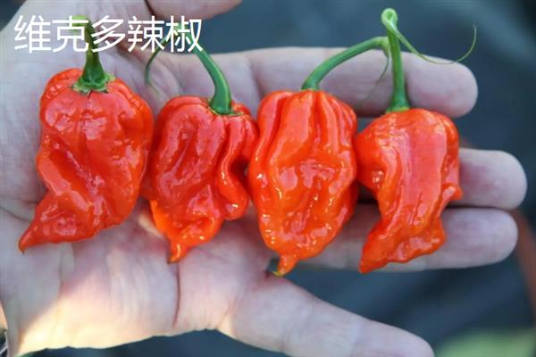 什么辣椒产量高，有青云2号、软皮辣1号等