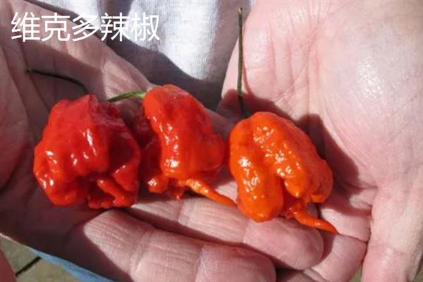 什么辣椒产量高，有青云2号、软皮辣1号等