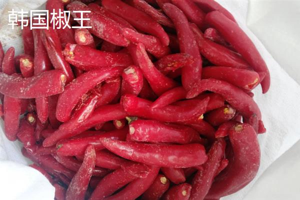 什么辣椒产量高，有青云2号、软皮辣1号等