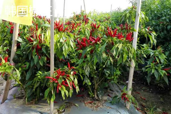 什么辣椒产量高，有青云2号、软皮辣1号等
