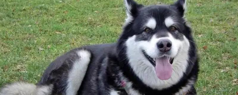 阿拉斯加犬的价格，主要受到毛色、品种的影响