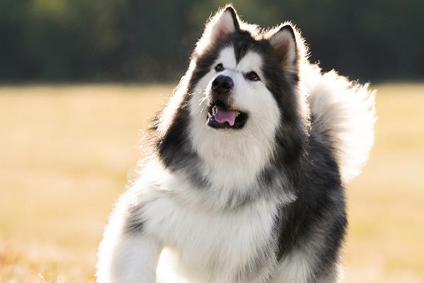 阿拉斯加犬的价格，主要受到毛色、品种的影响
