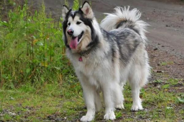 阿拉斯加犬的价格，主要受到毛色、品种的影响
