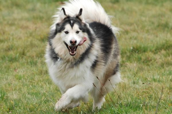 阿拉斯加犬的价格，主要受到毛色、品种的影响