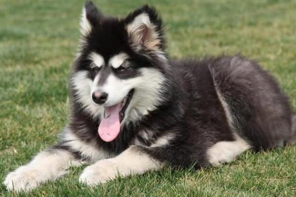 阿拉斯加犬的价格，主要受到毛色、品种的影响