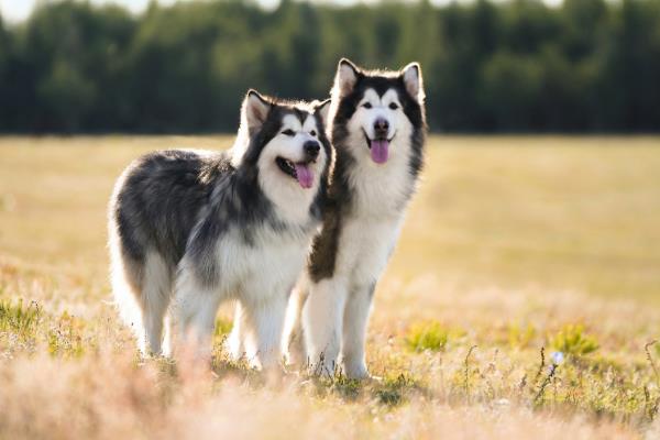 阿拉斯加犬的价格，主要受到毛色、品种的影响