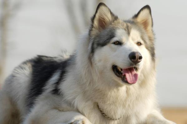 阿拉斯加犬的价格，主要受到毛色、品种的影响