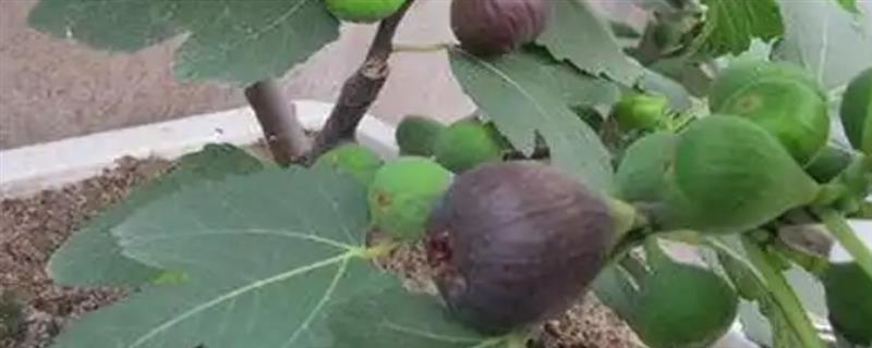 无花果缺氮的表现，树势会表现出生长不良、叶色变淡