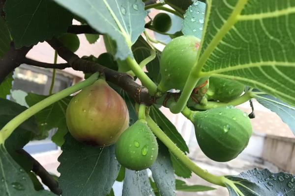 无花果缺氮的表现，树势会表现出生长不良、叶色变淡