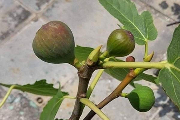 无花果缺氮的表现，树势会表现出生长不良、叶色变淡