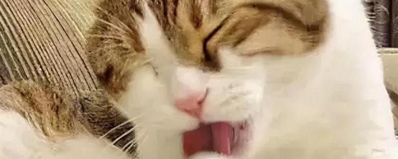 舔毛对猫的健康有没有影响，会影响其健康