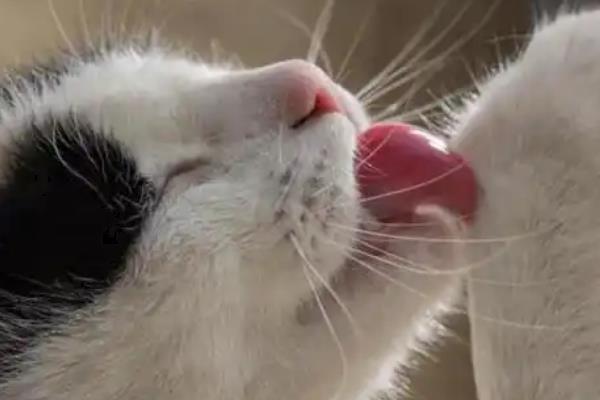 舔毛对猫的健康有没有影响，会影响其健康