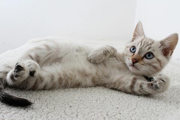 舔毛对猫的健康有没有影响，会影响其健康