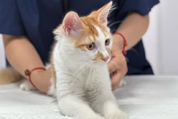 舔毛对猫的健康有没有影响，会影响其健康