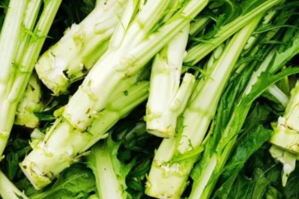 长得像莴笋的蔬菜是什么，是指芥菜、棒菜和油麦菜等