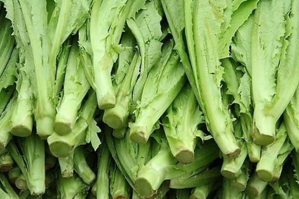长得像莴笋的蔬菜是什么，是指芥菜、棒菜和油麦菜等
