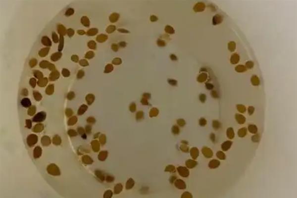 怎么在大棚内种植西红柿，从定植到结果前每隔8天浇一次水