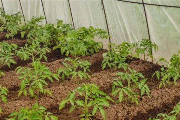 怎么在大棚内种植西红柿，从定植到结果前每隔8天浇一次水