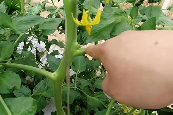 怎么在大棚内种植西红柿，从定植到结果前每隔8天浇一次水