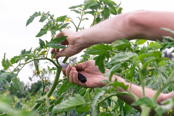 怎么在大棚内种植西红柿，从定植到结果前每隔8天浇一次水
