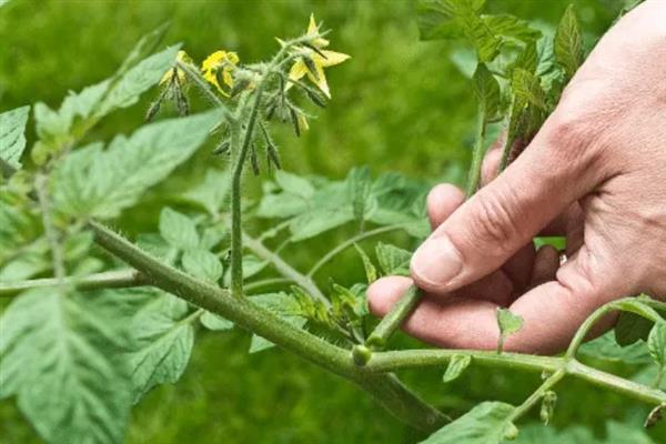 怎么在大棚内种植西红柿，从定植到结果前每隔8天浇一次水