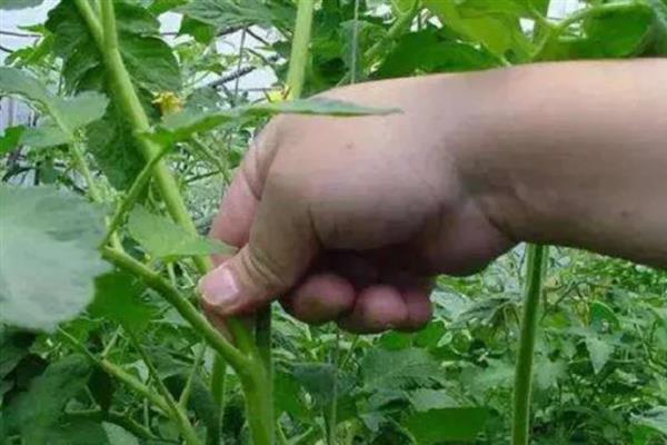 怎么在大棚内种植西红柿，从定植到结果前每隔8天浇一次水