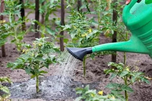 怎么在大棚内种植西红柿，从定植到结果前每隔8天浇一次水