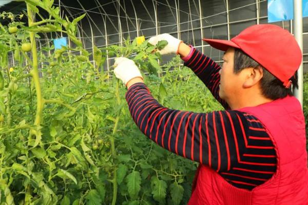怎么在大棚内种植西红柿，从定植到结果前每隔8天浇一次水
