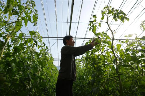 怎么在大棚内种植西红柿，从定植到结果前每隔8天浇一次水