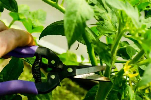 怎么在大棚内种植西红柿，从定植到结果前每隔8天浇一次水