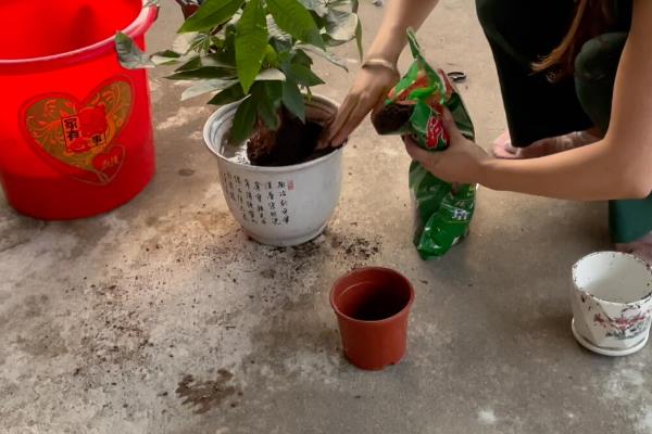 发财树冬季换盆要注意什么，修剪根系后要做消毒处理
