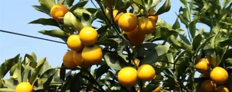 金桔是不是一年四季都结果，一年能开四次花但只结一次果