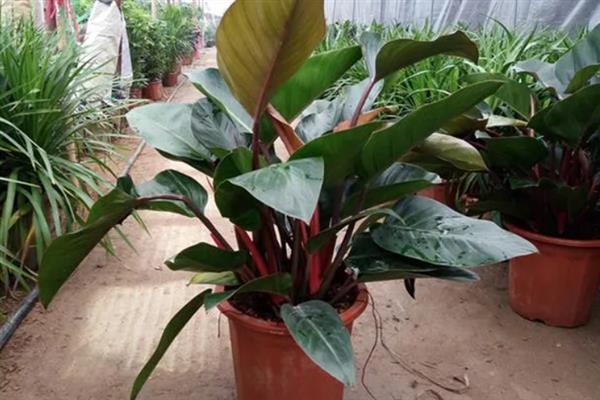 红钻花怎么养殖，冬季让土壤保持偏干燥