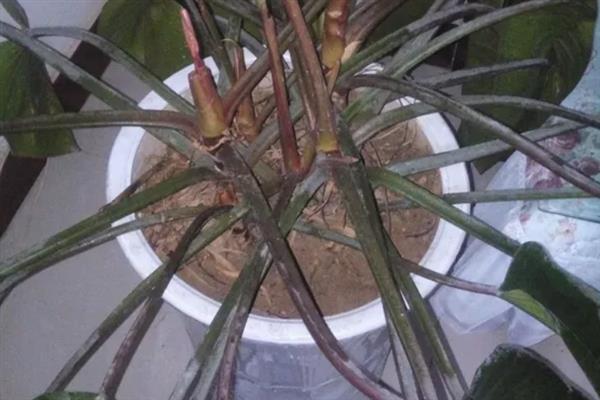 红钻花怎么养殖，冬季让土壤保持偏干燥