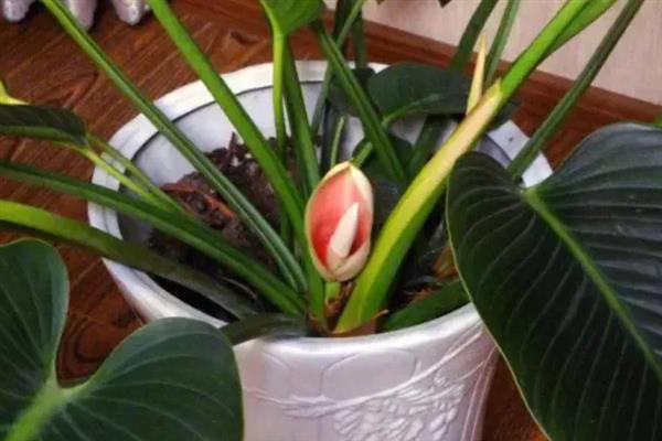 红钻花怎么养殖，冬季让土壤保持偏干燥