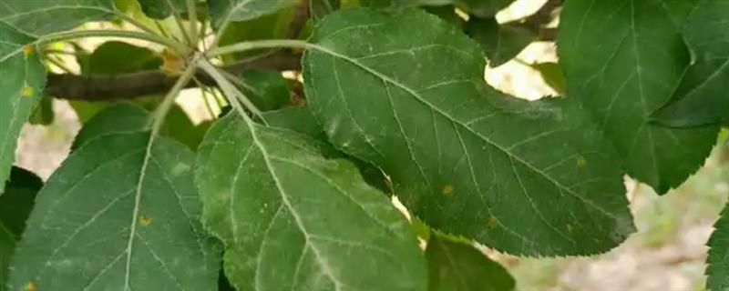 防治苹果锈病的方法，清除寄生植物可减少越冬菌源