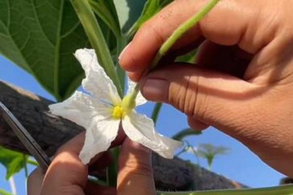 葫芦开花不结果如何解决，人工授粉有利于植株顺利结果