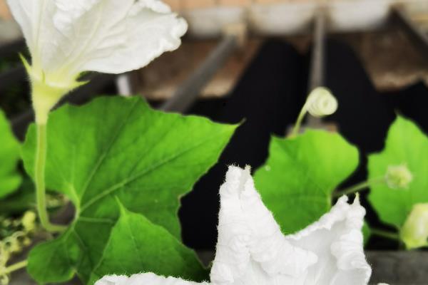 葫芦开花不结果如何解决，人工授粉有利于植株顺利结果