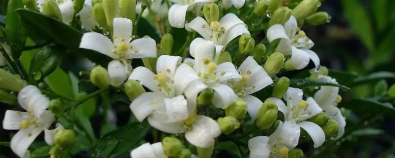 万里香怎么养殖，平时每个月追施一次薄肥