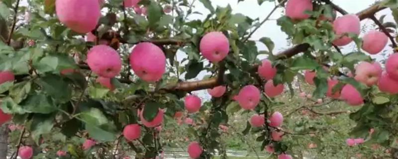 苹果园春季怎么施肥，植株萌芽前要追施磷酸二铵或三元复合肥