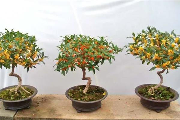 桂花积水怎么处理，需要为其松土