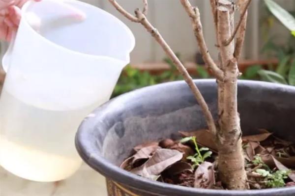 桂花积水怎么处理，需要为其松土