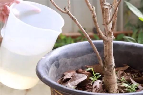 桂花积水怎么处理，需要为其松土