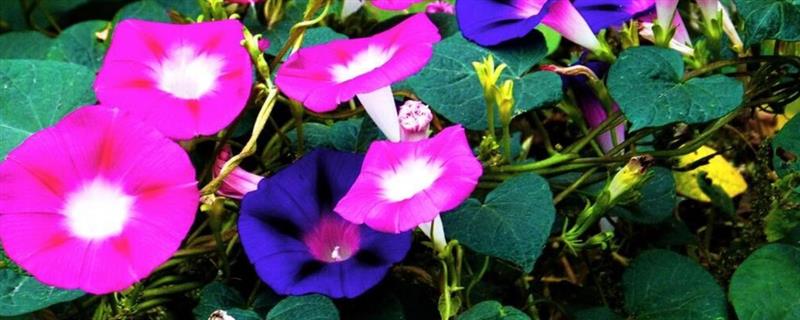 牵牛花有哪些颜色，有红色、紫色、粉色等