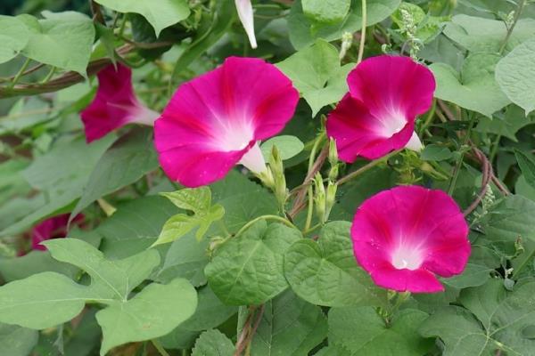 牵牛花有哪些颜色，有红色、紫色、粉色等