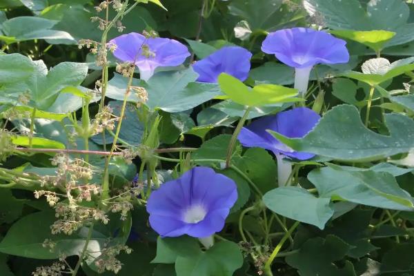 牵牛花有哪些颜色，有红色、紫色、粉色等